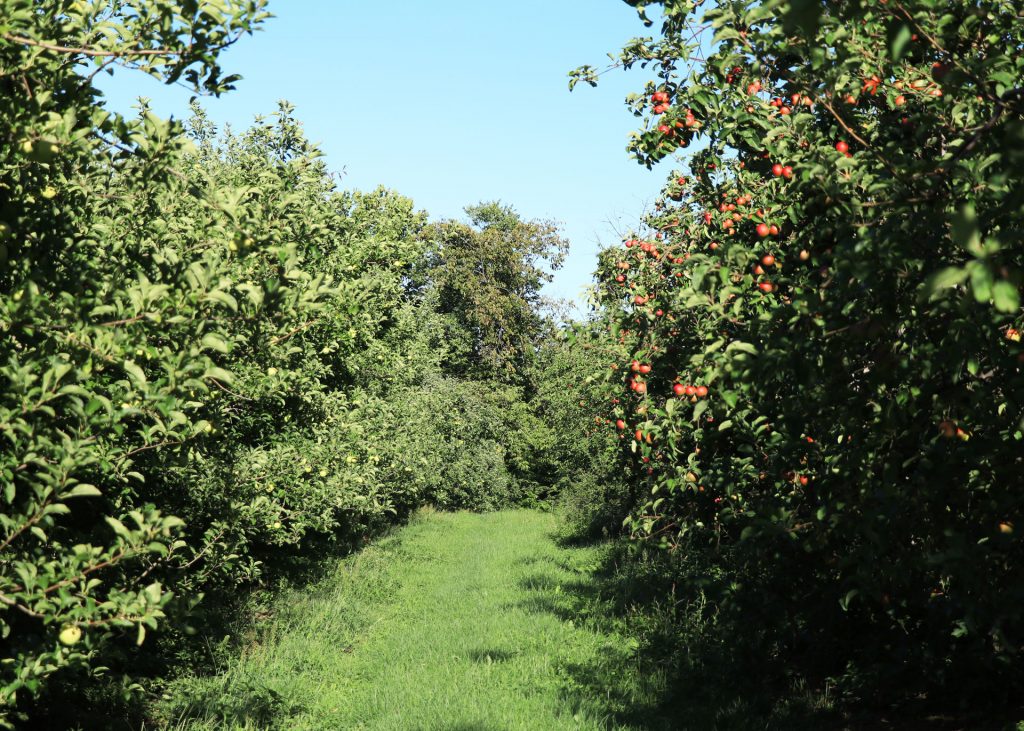 apple orchard rows of apple trees