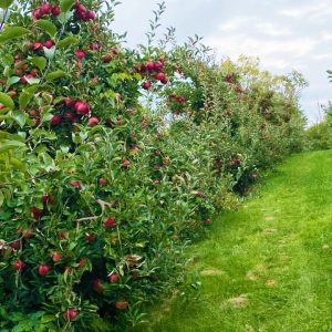 fresh apples in pa apple orchard 10