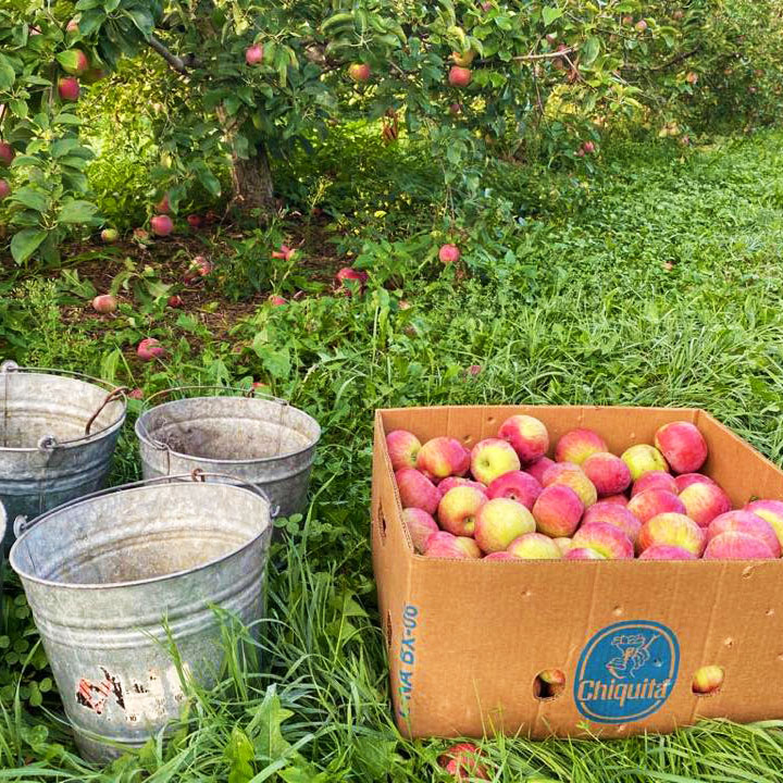 apple picking in pa apple orchard questions answered 3