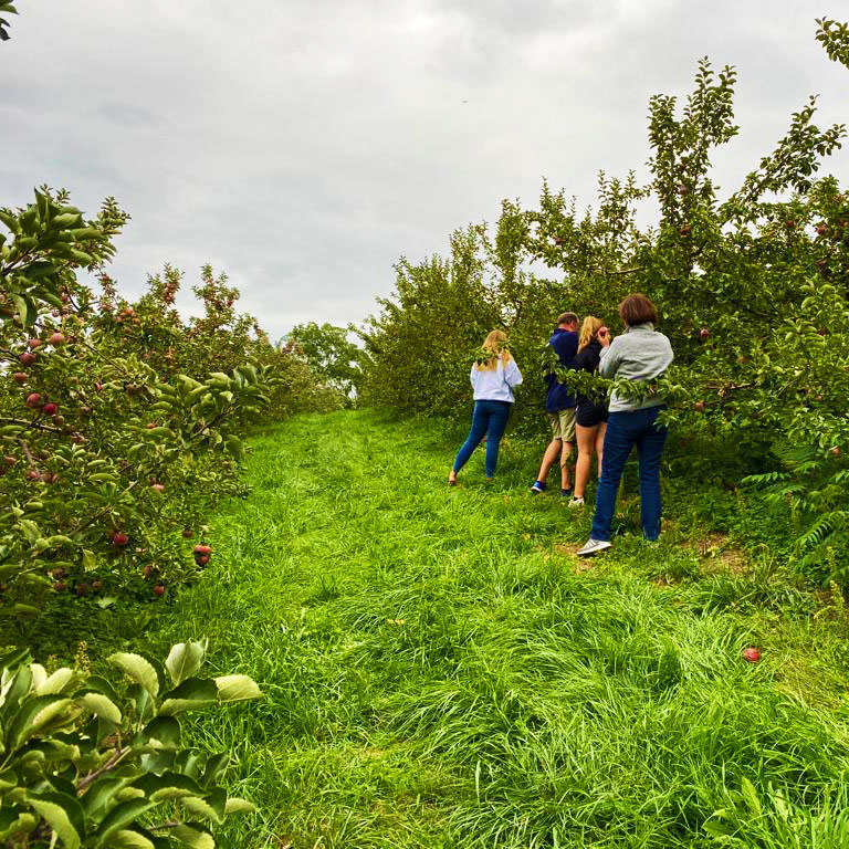 apple picking in pa apple orchard questions answered 4