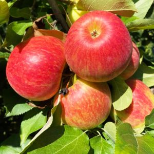 apple picking in pa apple orchard questions answered 6