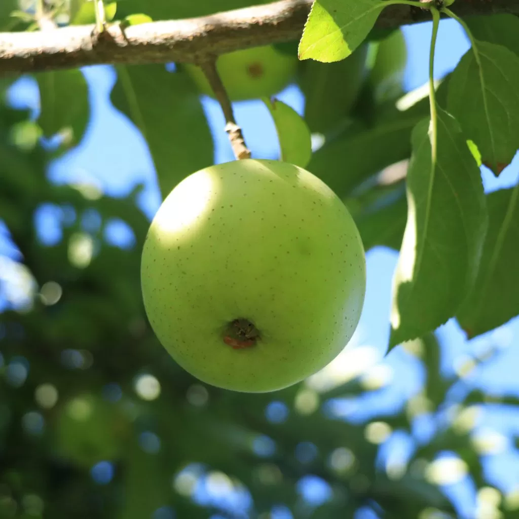 pa apple orchard selinsgrove pa