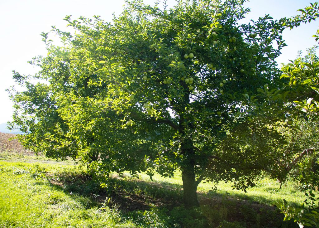 apple orchard apple tree in summer