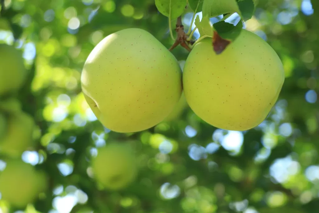apples pick your own near lewisburg pa winfield