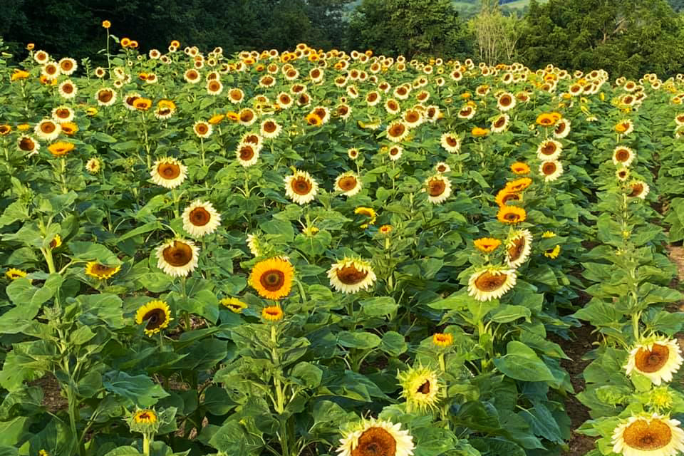 sunflower field near winfield pa 1