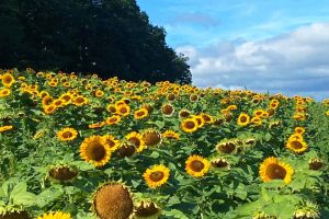 sunflower field near winfield pa 4